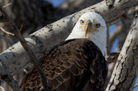 Eagle Eyes