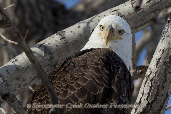 Eagle Eyes