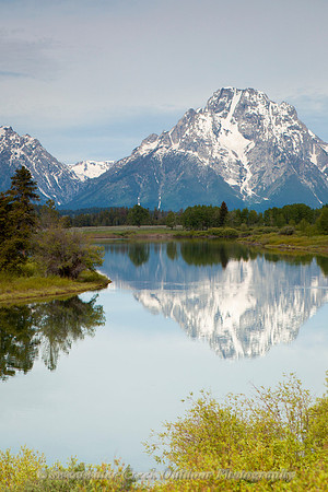 Early Summer Reflection