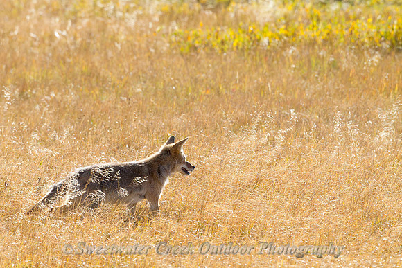 On the Prowl
