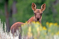 Bright Eyes