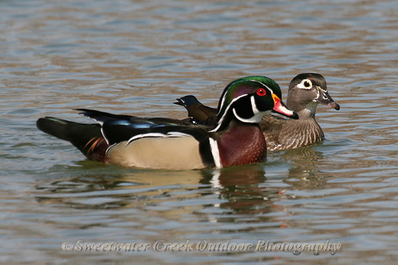 Beauty Afloat