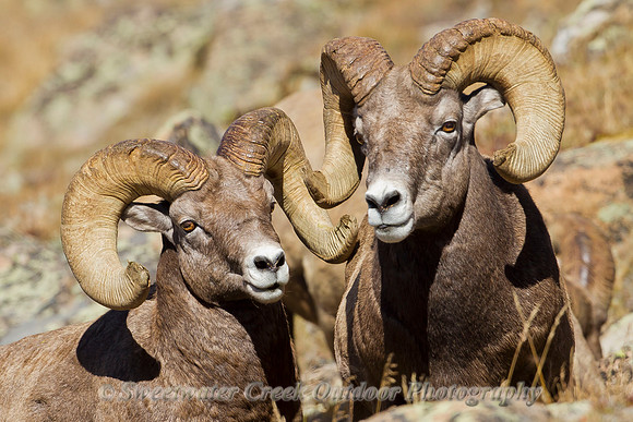Rocky Mountain Bookends