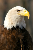 Pride of the Nation