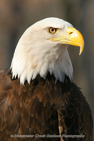 Pride of the Nation