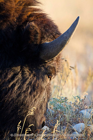 Horn of Plenty