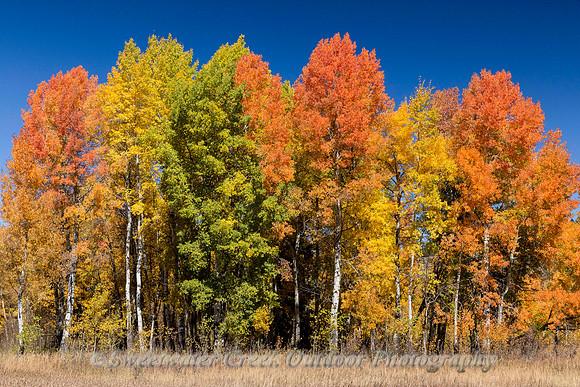 The Colors of Aspen