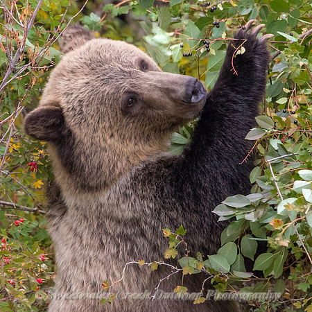 Reaching High