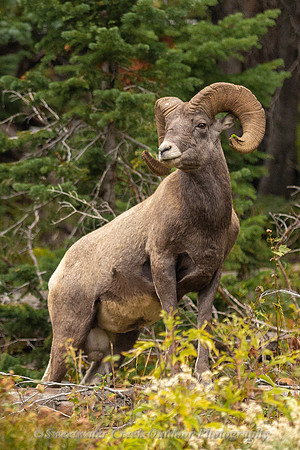 Getting a Better Look