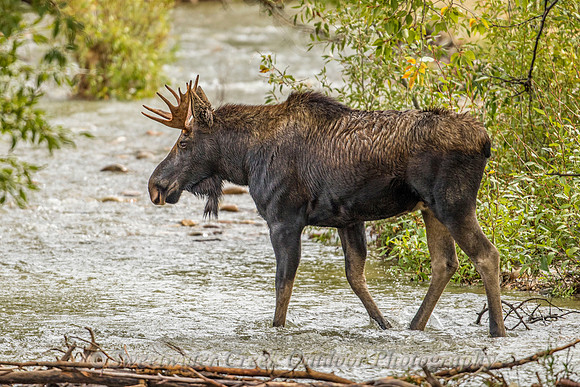 Crossing Ditch Creek