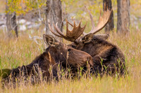 After the Rut