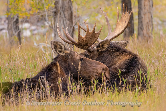 After the Rut