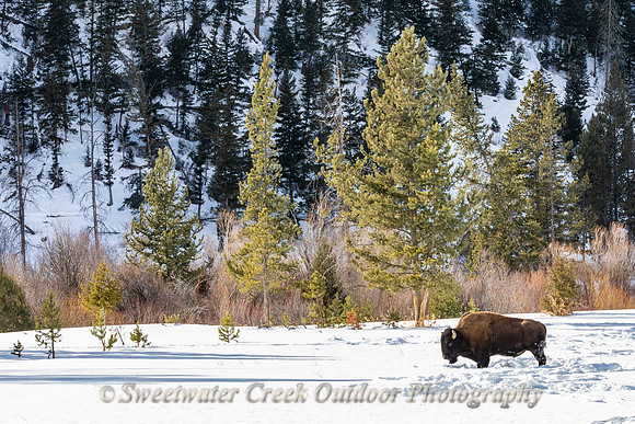 Wintering on the North Fork