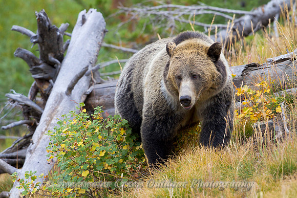 A Grizzly Encounter