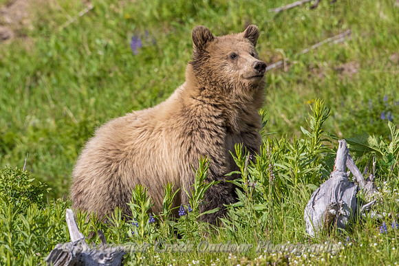 Watching Mom