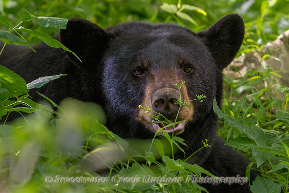 Smoky Mountain Black Bear