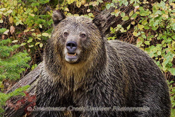 Portrait of a Griz
