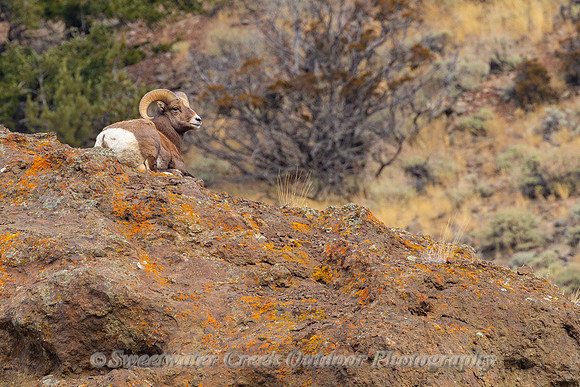 Resting Above the North Fork