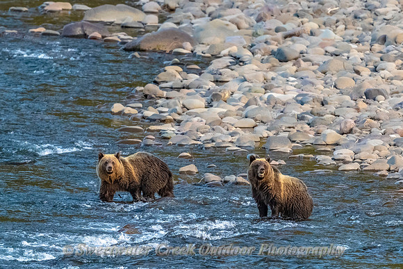 Siblings Crossing