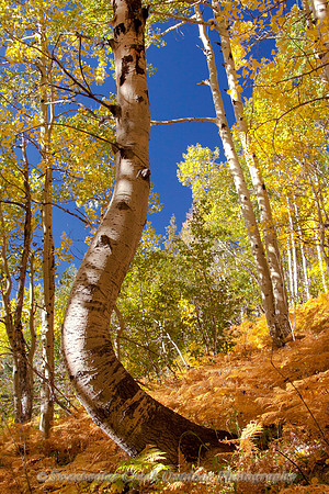 Bent