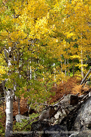 Autumn Whisper