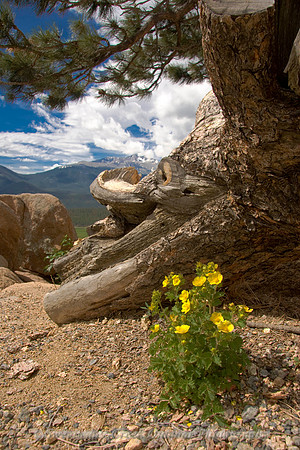 Looking Near and Far