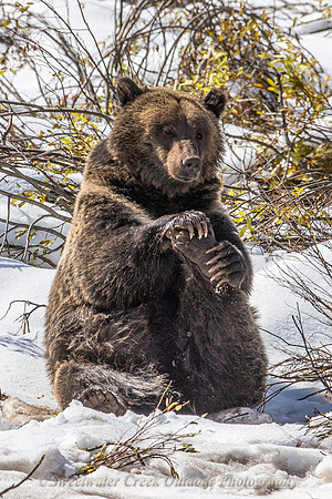 Yoga Bear