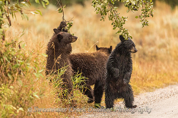 Wet Bears and Berries