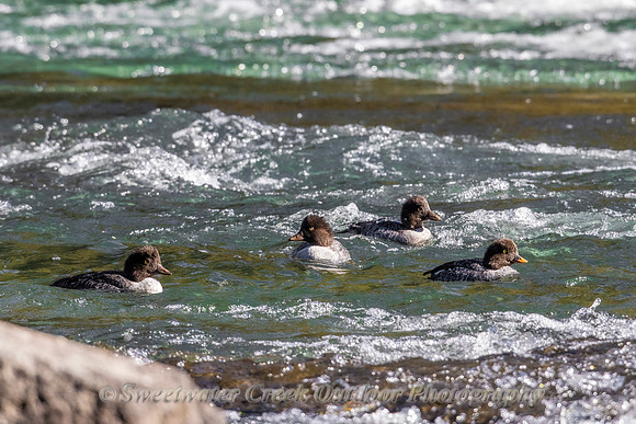 Out for a Swim