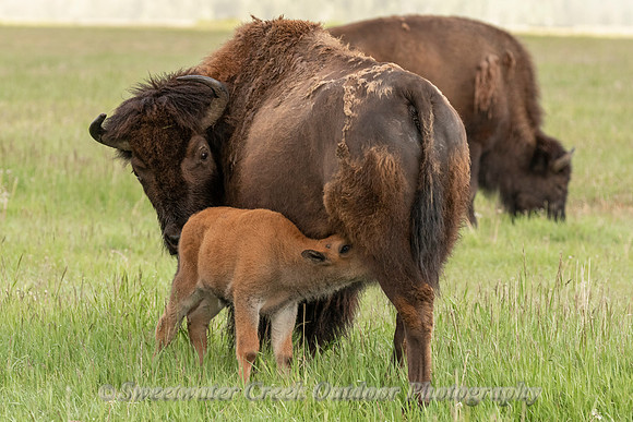 Feeding Time