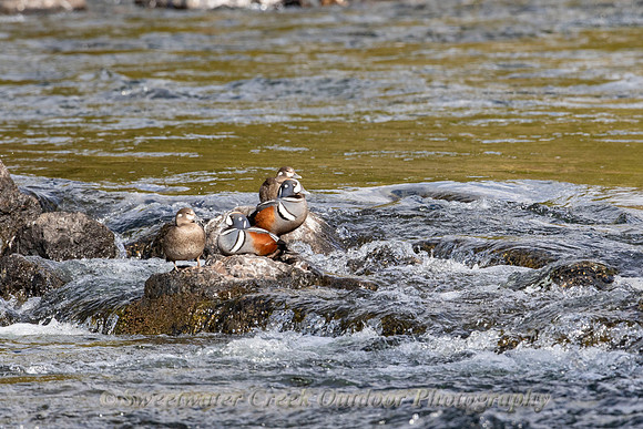 Harlequin Pairs