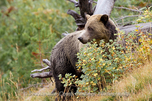 Beary Hunting