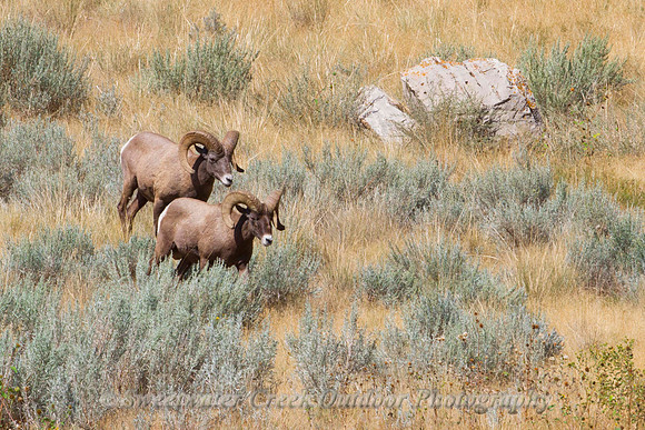 Wind River Bachelors